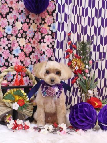 20250115ショコラくん